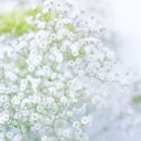 작은꽃자수 네이버블로그