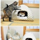 개와고양이 이미지