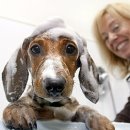 목욕하는 강아지 이미지