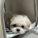 달링하이 포항점 | 포항 달링하이 애견샵 말티푸 새끼강아지 분양해 온 후기