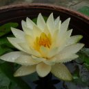 고택 수련 이미지