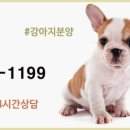 투썸펫 네이버블로그