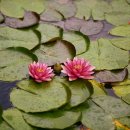 팬더 민박 이미지