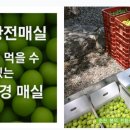 매실해독친환경농장