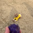 도그디저트 이미지