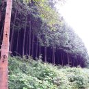 상관 공기마을 편백숲 이미지