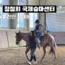 정철희 국제승마센터 네이버블로그