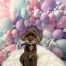 멍팰리스 이미지