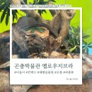 알곡어린이집 - 전주시 덕진구 | 여행/나들이/일산] 킨텍스에서 만나는 살아있는 곤충의 세계, 옐로우 지브라 킨텍스곤충박물관 방문 후기