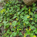 사시골천 이미지