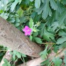 이질풀 Thunberg's geranium 이미지