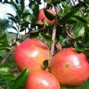 궁평농장 이미지