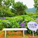 통기타(야간) | 수국축제3. 고성군 만화방초 수국축제 가이드(개요,포토존, 주변명소)