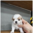 강아지분양 애견입양 아이러브독 인천점 이미지