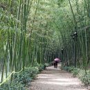 섬진강대숲길 이미지