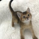 개청순한고양이 이미지
