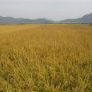 황금물결민박 이미지