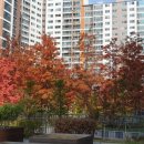 포레나광교상현아파트 이미지