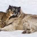 친구가 될 동물병원 이미지