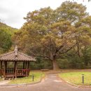 계룡숲작은도서관 | 대전 근교 가을 산책하기 좋은 계룡 명소 괴목정