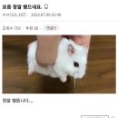 (2) 발등튀김되기직전🦶🍤_스나이퍼팩토리 콘텐츠 디자인 인턴형 프로그램 3기
