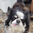 약산덧재길 노트펫
