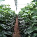 해삼농장 이미지