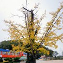 장기초등학교 티스토리