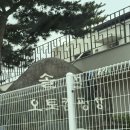 솔섬 | 아이랑 가기 좋은 사천 솔섬오토캠핑장 바다뷰 후기