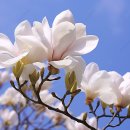 꽃피는 봄날 이미지