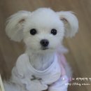 봄내동물병원 이미지