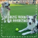 도꾸살롱 | 수원 애견놀이터 대형견도 놀수있는 888 애견놀이터