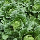 방림계촌출장소 이미지