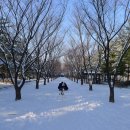 시청앞 가로수길 이미지