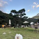 오늘도 댕댕이 이미지