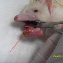 아쿠아동물병원 이미지