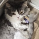 내돈내산) 고양이 다이어트 사료 추천, 웰츠 캣 저지방 솔직후기