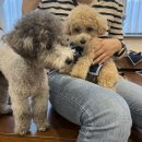 카페 아콤파니 네이버블로그