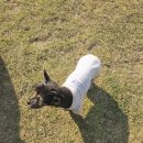 경기도 안성시 대덕면사무소 | [안성 대덕면]애견카페 산책_남의집 개랑 다녀옴🐶한강라면도 먹음🥢