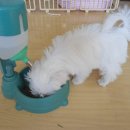 곰이밥통