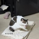 봉 그루밍 | 고양이 드링크 프라미 습식 수분공급 후기, 물 안 먹던 고양이도 잘 먹어요