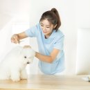 가나애견 이미지