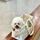 동대구동물의료센터 | 대구 동구 동물병원 강아지 건강검진 동대구동물의료센터