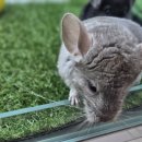 펫엔글라이더본점&로던트클럽 광주 이미지