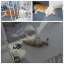 거창하개 이미지