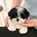 미유펫 강아지분양 고양이분양 부천점 | 부천강아지분양 애정이 가득한 미유펫