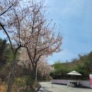별잎정원 이미지