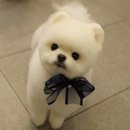 블루밍독 이미지