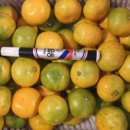 귤하우스 이미지