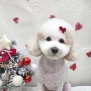 헤어 컹컹 이미지